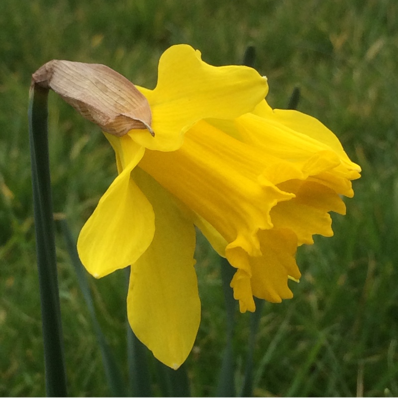 Narcissus Maximus Superbus in the GardenTags plant encyclopedia Daffodil Maximus Superbus (Trumpet) in the GardenTags plant encyclopedia