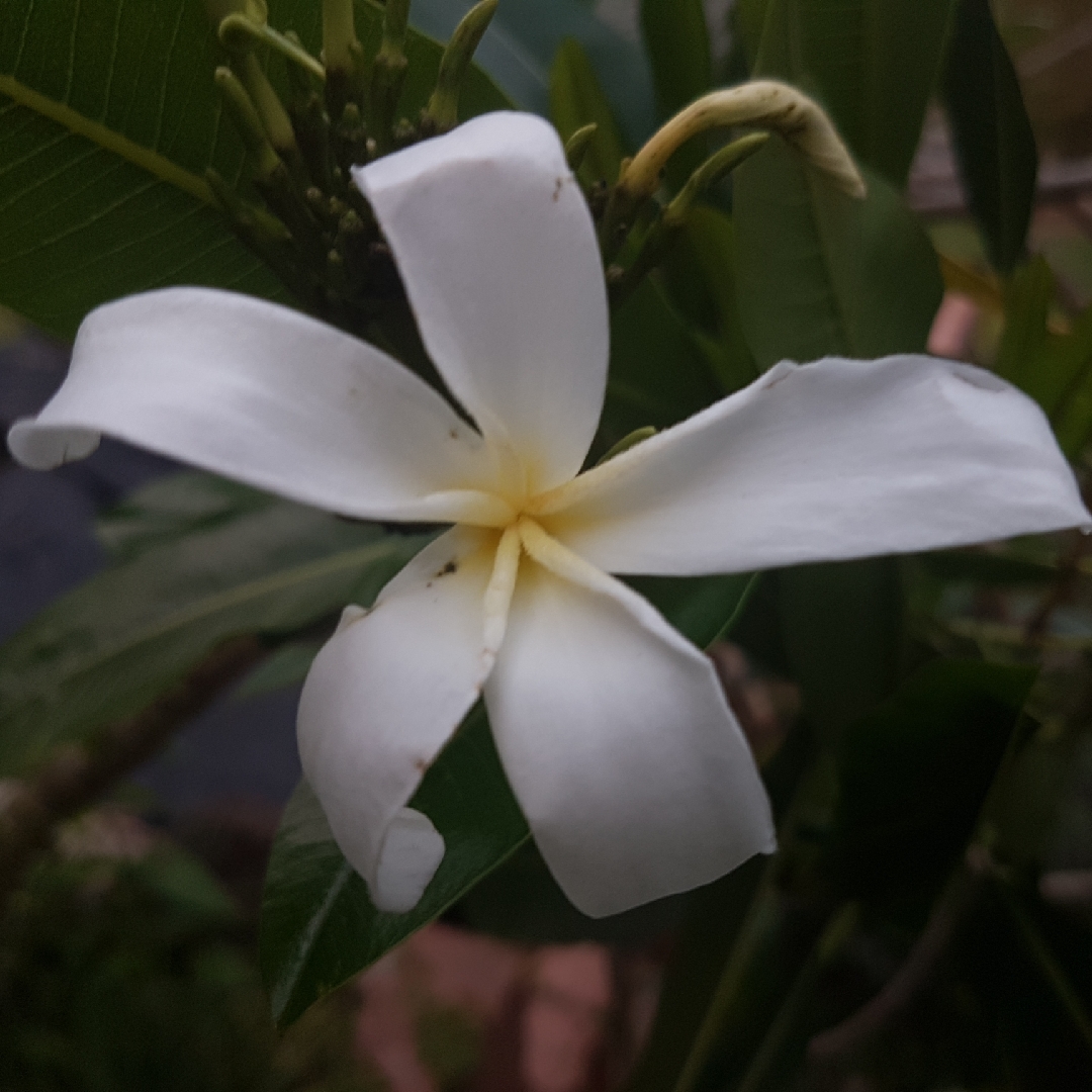 Plumeria Stenophylla in the GardenTags plant encyclopedia Frangipani in the GardenTags plant encyclopedia