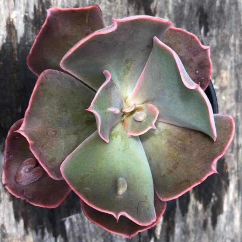 Echeveria Poro in the GardenTags plant encyclopedia Echeveria Poro in the GardenTags plant encyclopedia