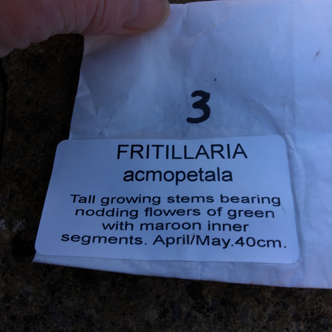Fritillaria acmopetala in the GardenTags plant encyclopedia Pointed Petal Fritillary in the GardenTags plant encyclopedia
