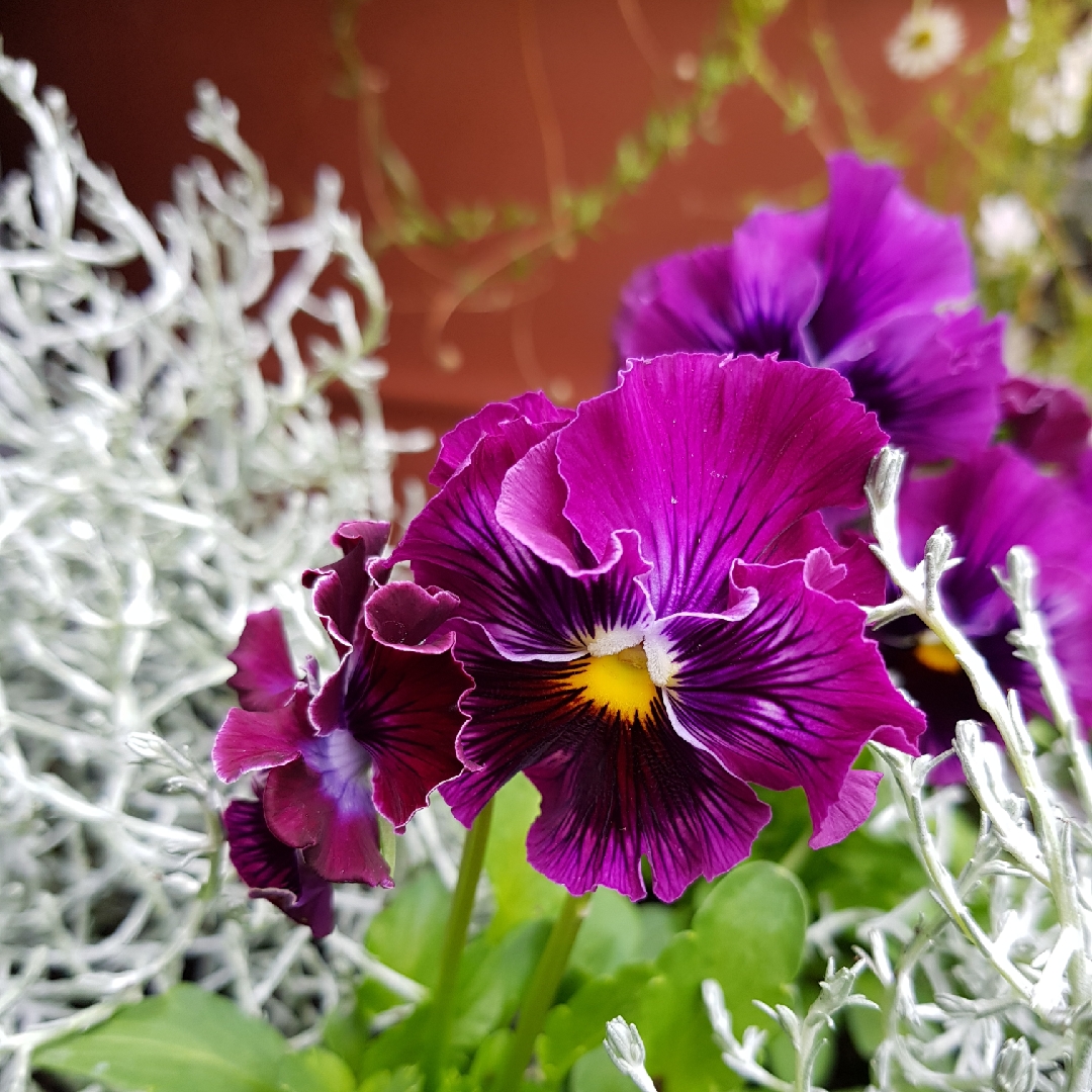 Viola x wittrockiana Frizzle Sizzle Burgundy in the GardenTags plant encyclopedia Pansy Frizzle Sizzle Burgundy F1 in the GardenTags plant encyclopedia