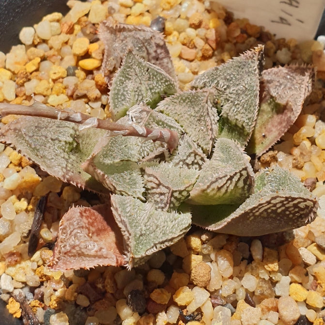 Haworthia Kagzato in the GardenTags plant encyclopedia Haworthia Kagzato in the GardenTags plant encyclopedia