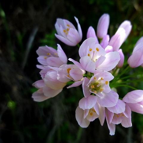 Allium roseum in the GardenTags plant encyclopedia Allium (Species) Rosy-flowered Garlic in the GardenTags plant encyclopedia