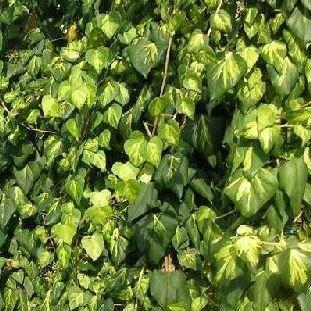 Hedera colchica Sulphur Heart in the GardenTags plant encyclopedia Colchis ivy in the GardenTags plant encyclopedia