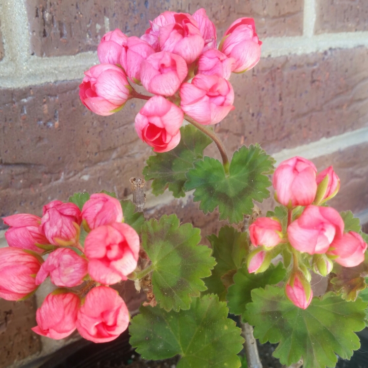 Pelargonium Patricia Andrea in the GardenTags plant encyclopedia Pelargonium Patricia Andrea (Zonal Tulip Flowered) in the GardenTags plant encyclopedia