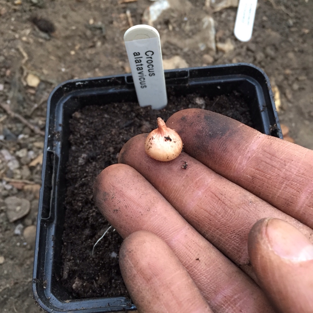 Crocus alatavicus in the GardenTags plant encyclopedia Crocus (Species) Alatavicus Crocus in the GardenTags plant encyclopedia