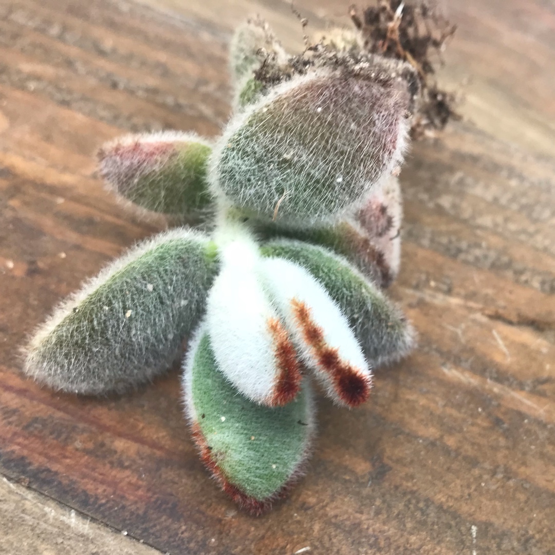 Kalanchoe Tomentosa Velvet Brown in the GardenTags plant encyclopedia Kalanchoe Tomentosa Velvet Brown in the GardenTags plant encyclopedia