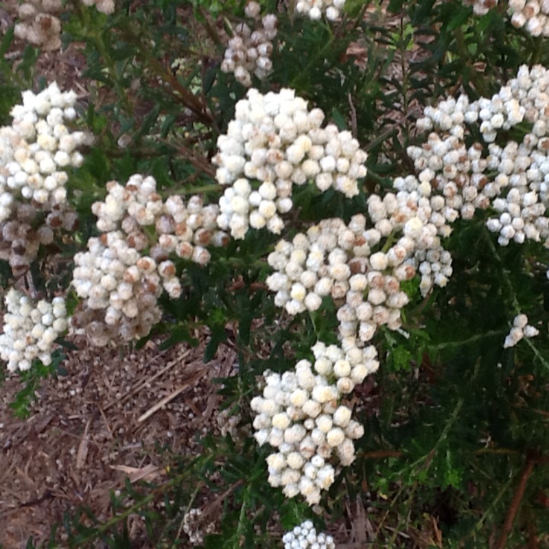 Ozothamnus Diosmifolius radiance in the GardenTags plant encyclopedia Radiance in the GardenTags plant encyclopedia