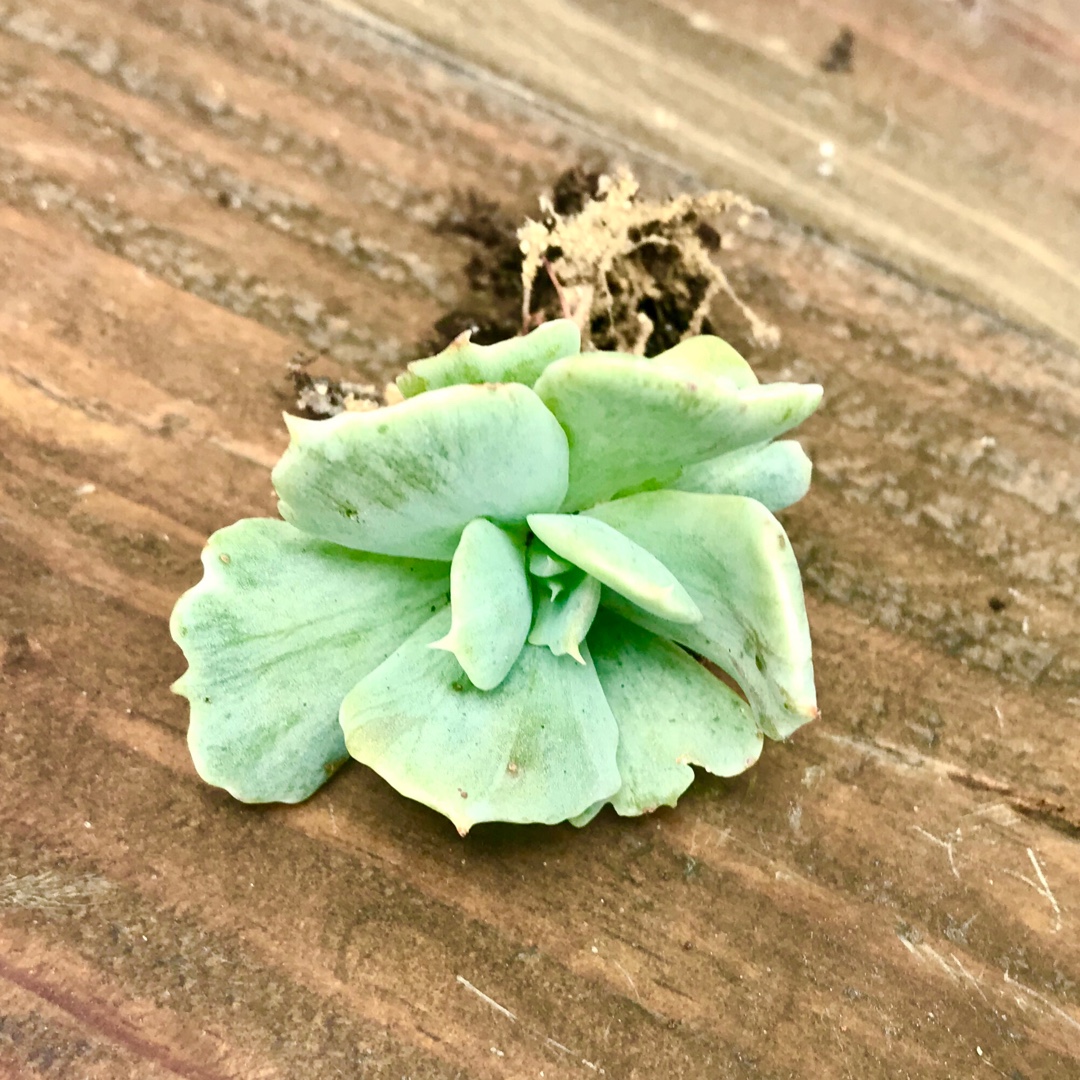 Echeveria Cooks Pride in the GardenTags plant encyclopedia Echeveria Cooks Pride in the GardenTags plant encyclopedia