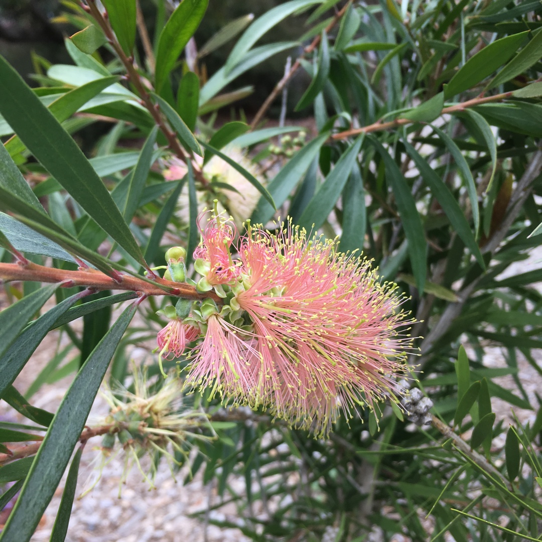 Callistemon Citrinus Pink Champagne in the GardenTags plant encyclopedia Bottlebrush Pink Champagne in the GardenTags plant encyclopedia