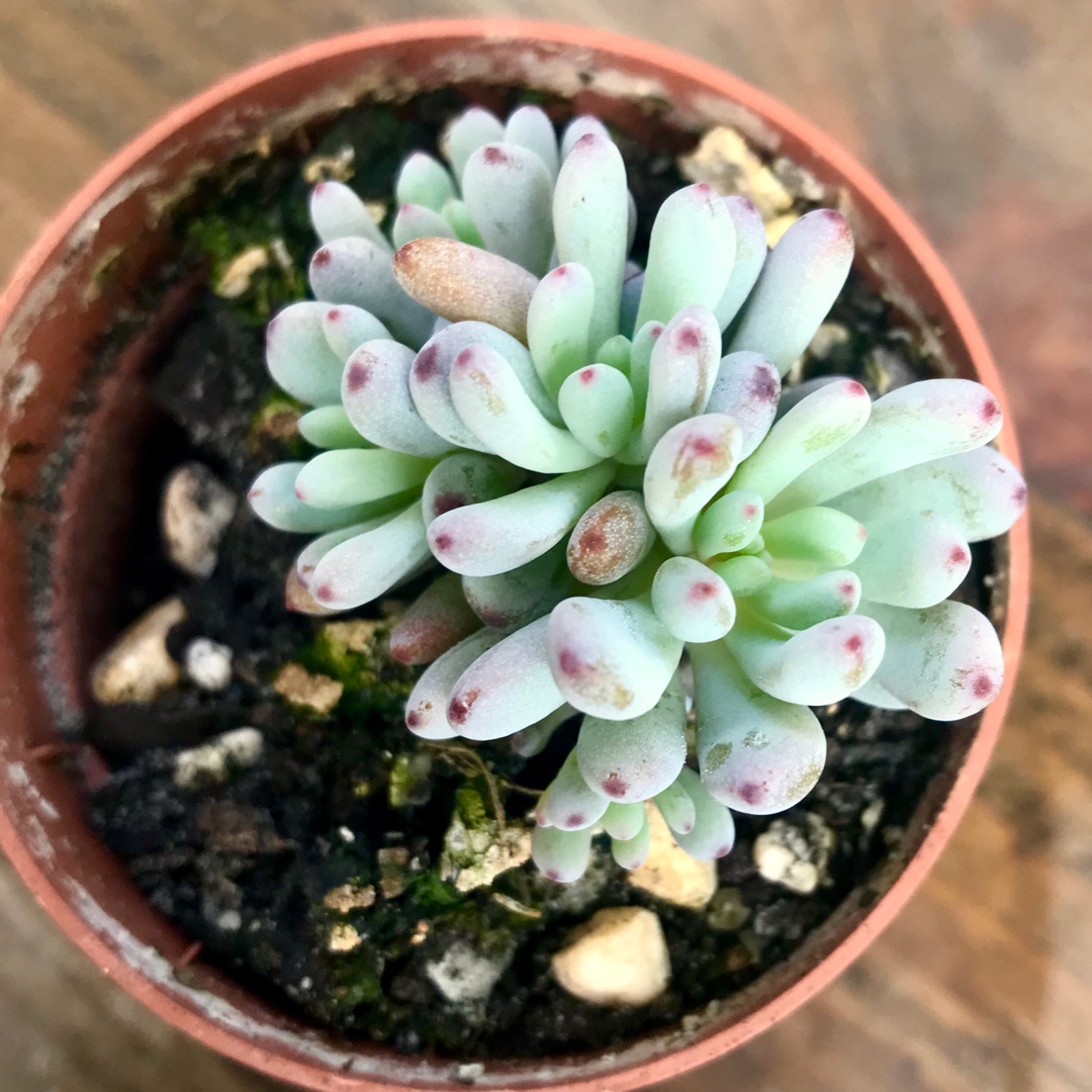 xGraptoveria Fantasy Bean in the GardenTags plant encyclopedia Graptoveria Fantasy Bean in the GardenTags plant encyclopedia