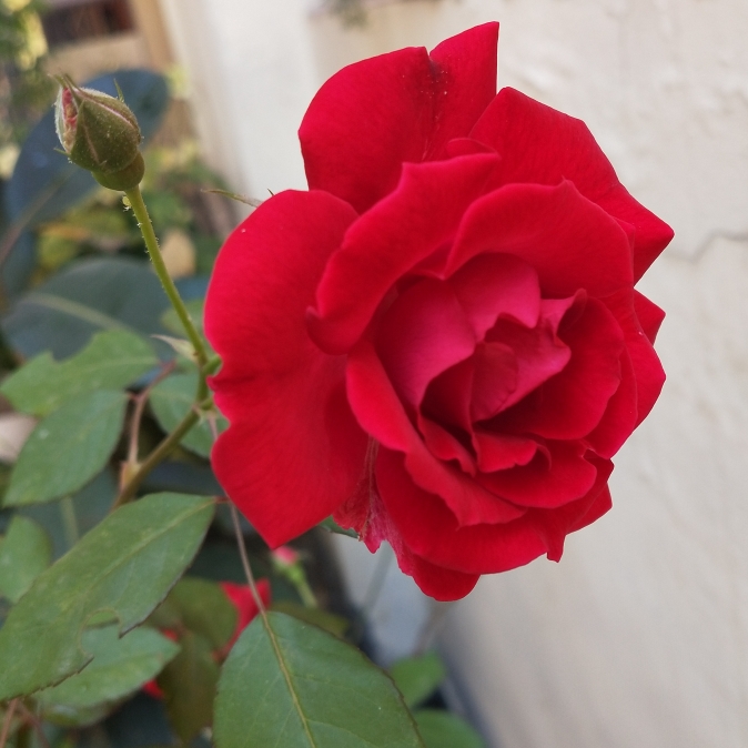 Rosa Baimir syn. Rosa Kashmir, Rosa Kashmir Rose in the GardenTags plant encyclopedia Rose Kashmir (Shrub) in the GardenTags plant encyclopedia