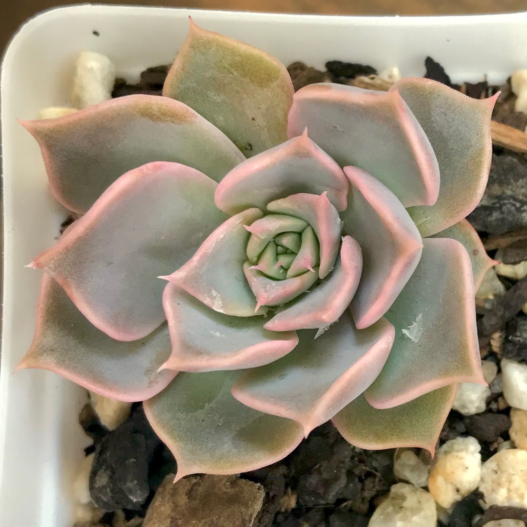Echeveria Fionas Choice in the GardenTags plant encyclopedia Echeveria Fionas Choice in the GardenTags plant encyclopedia