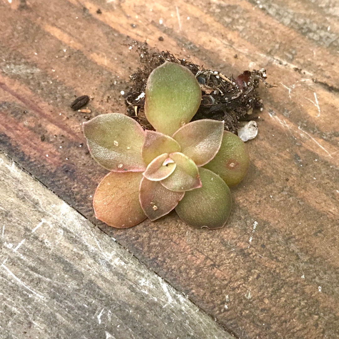Echeveria Diffractens x Carnicolour in the GardenTags plant encyclopedia Echeveria Diffractens x Carnicolour in the GardenTags plant encyclopedia