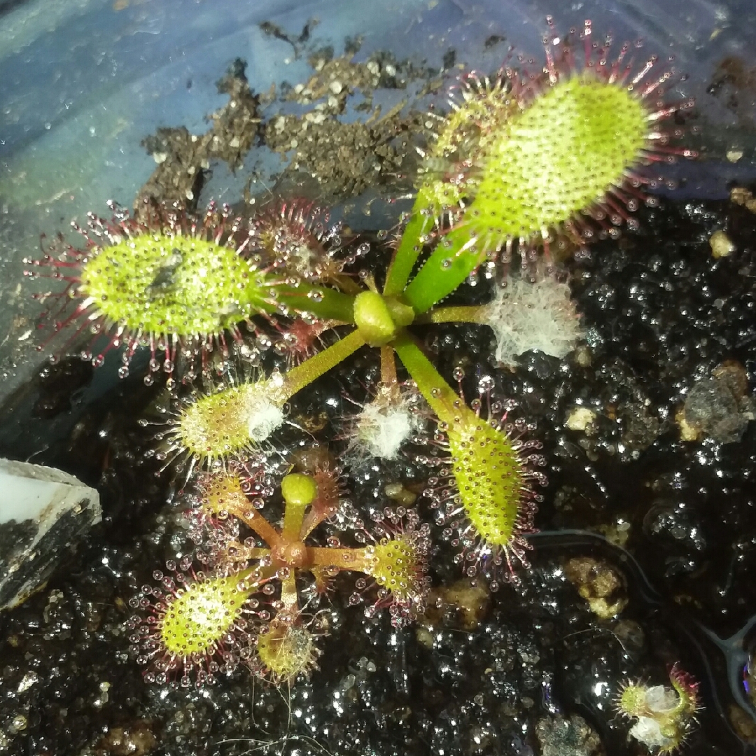 Drosera Capensis Wide Leaf Compact Rosette in the GardenTags plant encyclopedia Cape Sundew Wide-leaf in the GardenTags plant encyclopedia