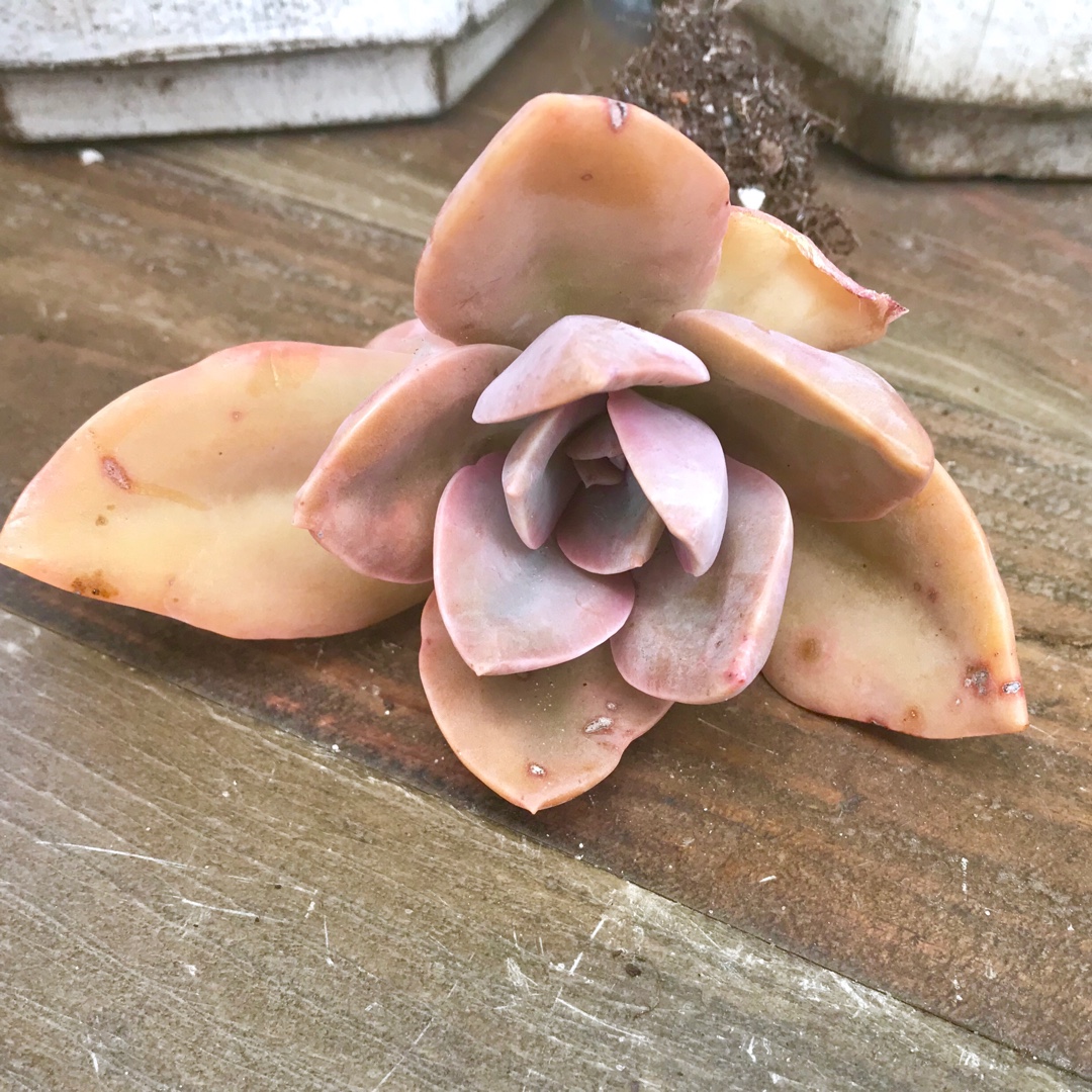 Echeveria Tom Ives in the GardenTags plant encyclopedia Echeveria Tom Ives in the GardenTags plant encyclopedia