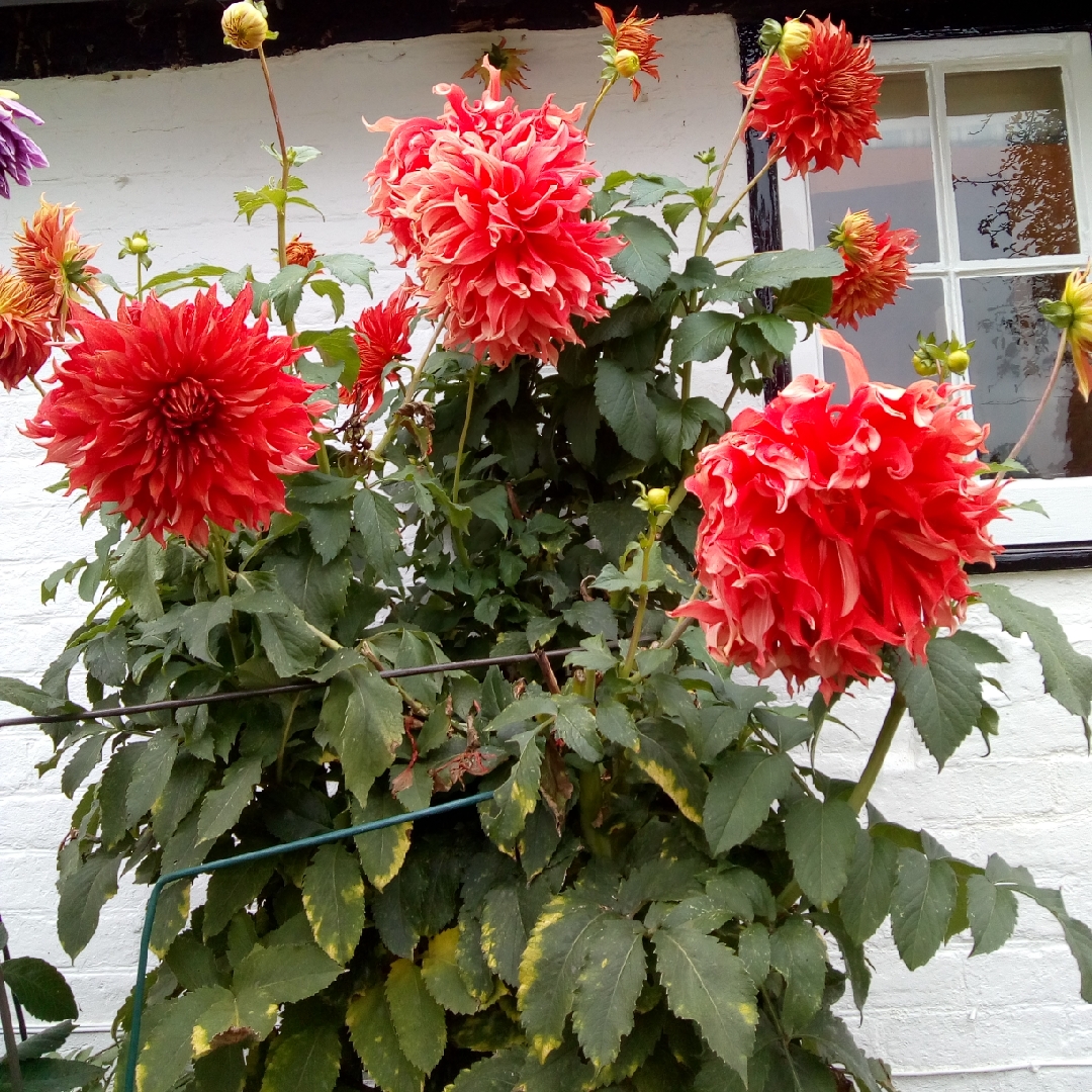 Dahlia Bryn Terfel in the GardenTags plant encyclopedia Dahlia Bryn Terfel (Decorative) in the GardenTags plant encyclopedia
