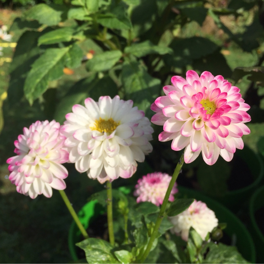 Dahlia Pink Isa in the GardenTags plant encyclopedia Dahlia Pink Isa in the GardenTags plant encyclopedia