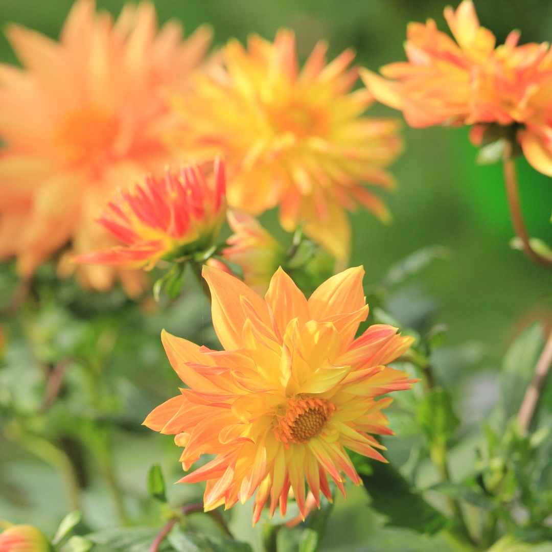 Dahlia 14 Orange Dec in the GardenTags plant encyclopedia Dahlia 14 Orange Dec (Decorative) in the GardenTags plant encyclopedia
