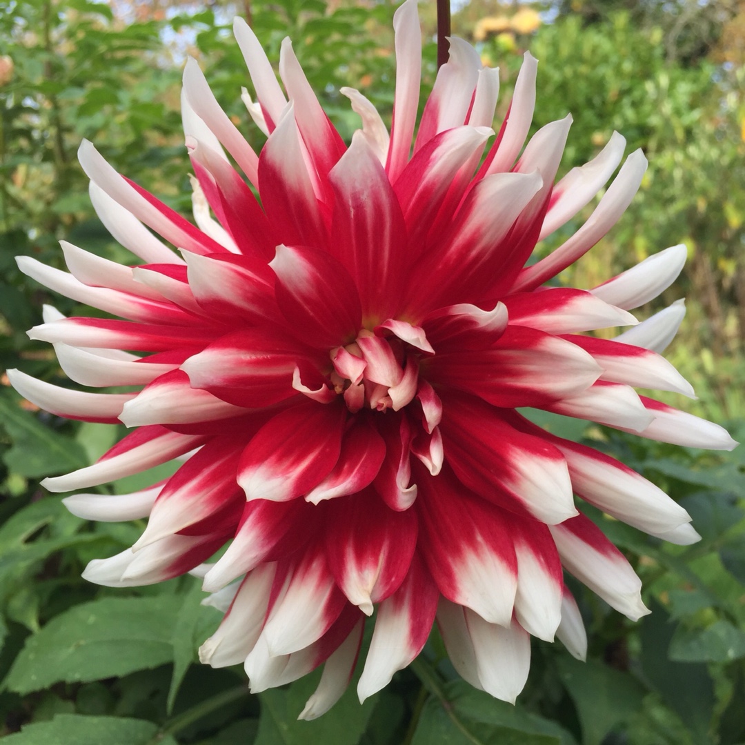 Dahlia Bryce B. Morrison in the GardenTags plant encyclopedia Dahlia Bryce B. Morrison (Decorative) in the GardenTags plant encyclopedia