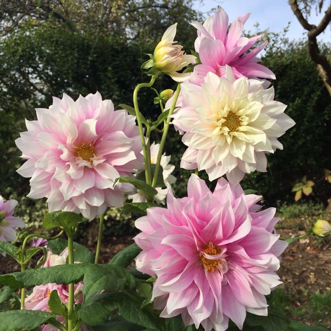 Dahlia Tohsuikyoh in the GardenTags plant encyclopedia Dahlia Tohsuikyoh (Misc) in the GardenTags plant encyclopedia