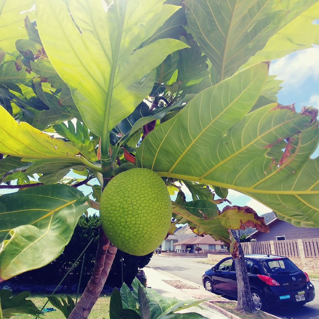 Artocarpus altilis in the GardenTags plant encyclopedia Breadfruit in the GardenTags plant encyclopedia