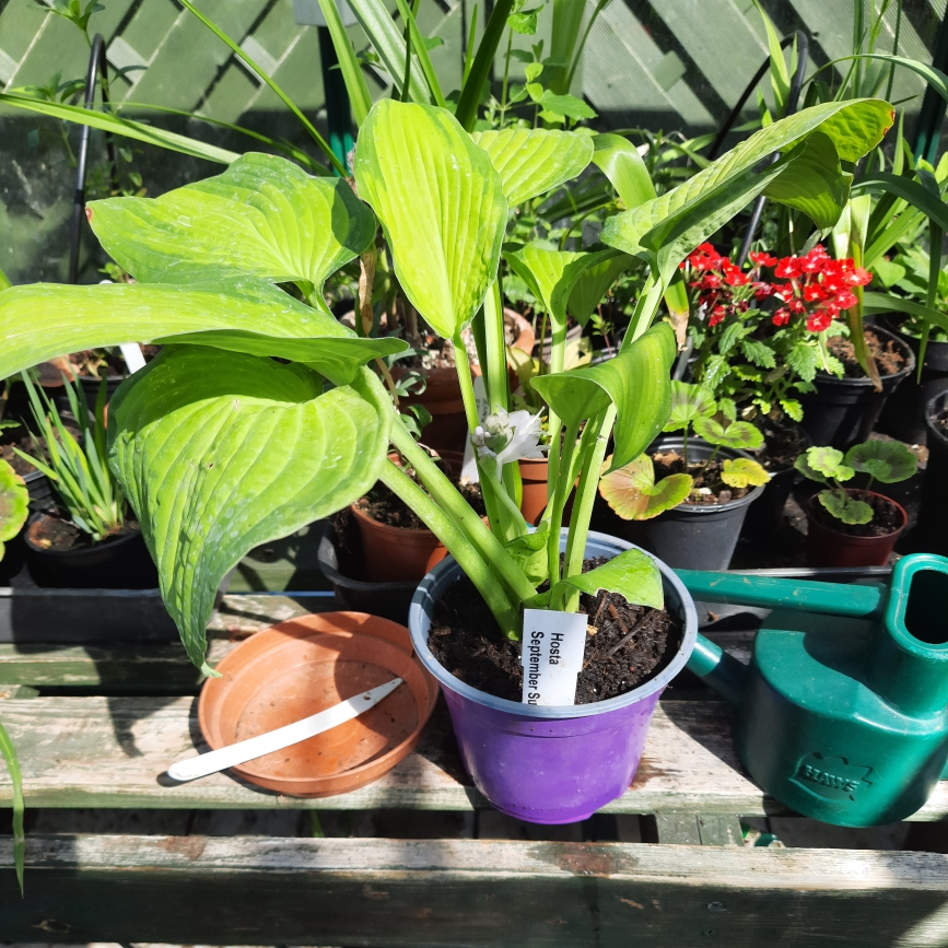 Hosta September Sun in the GardenTags plant encyclopedia Plantain Lily September Sun in the GardenTags plant encyclopedia