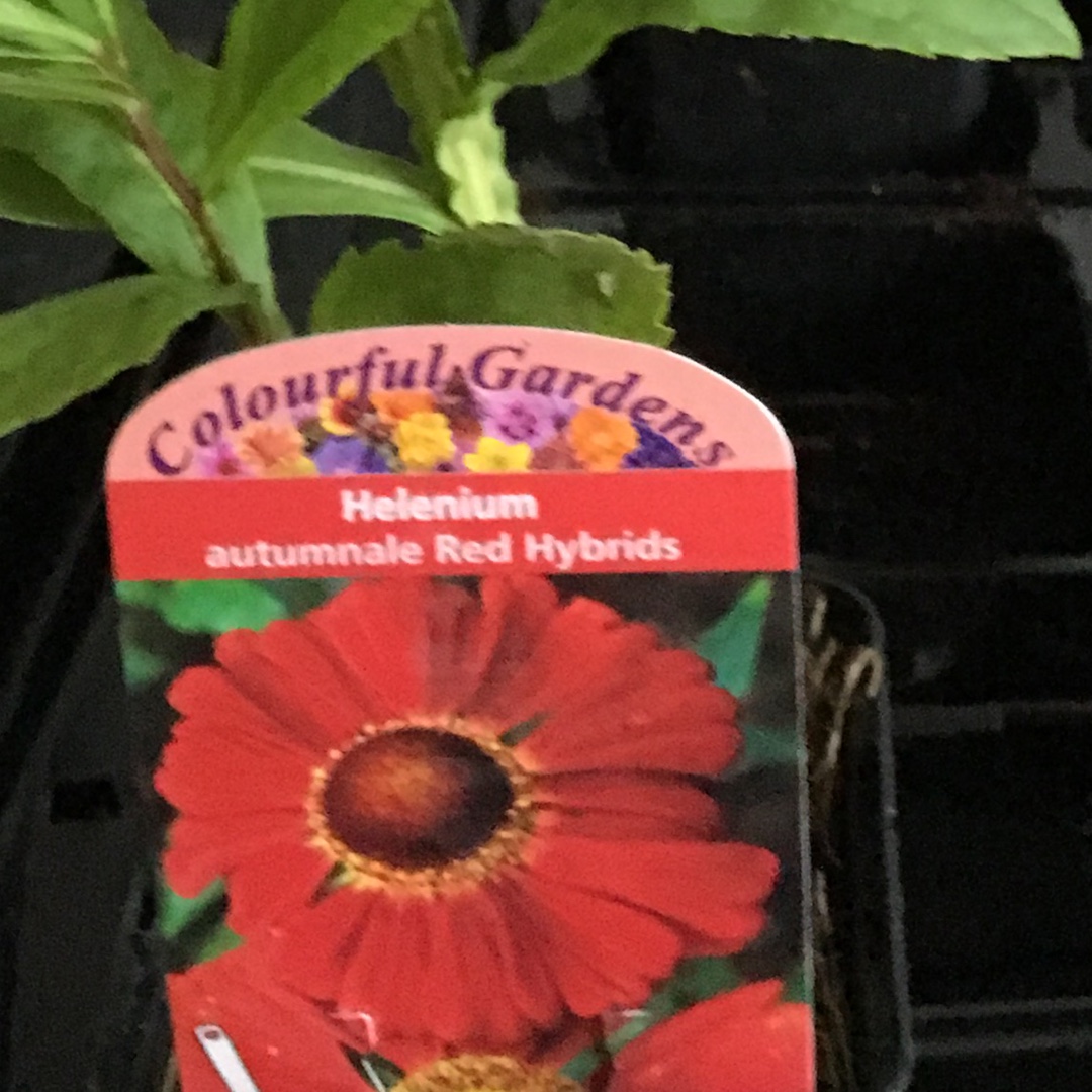 Helenium autumnale Mariachi Siesta in the GardenTags plant encyclopedia Sneezeweed Siesta (Mariachi Series in the GardenTags plant encyclopedia