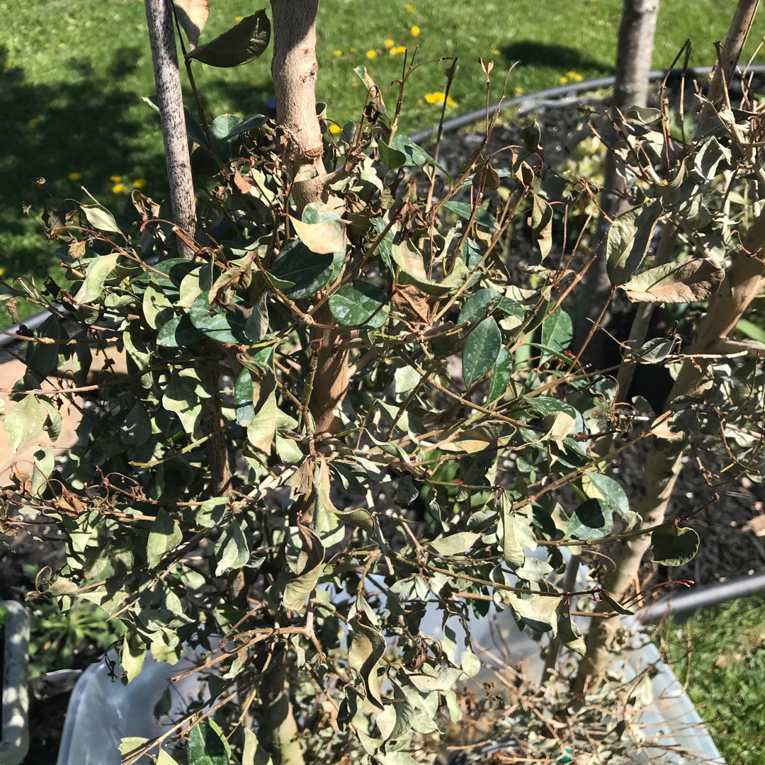 Eugenia myrtifolia Monterey Bay syn. Syzygium paniculatum Monterey Bay in the GardenTags plant encyclopedia Brush Cherry Monterey Bay in the GardenTags plant encyclopedia
