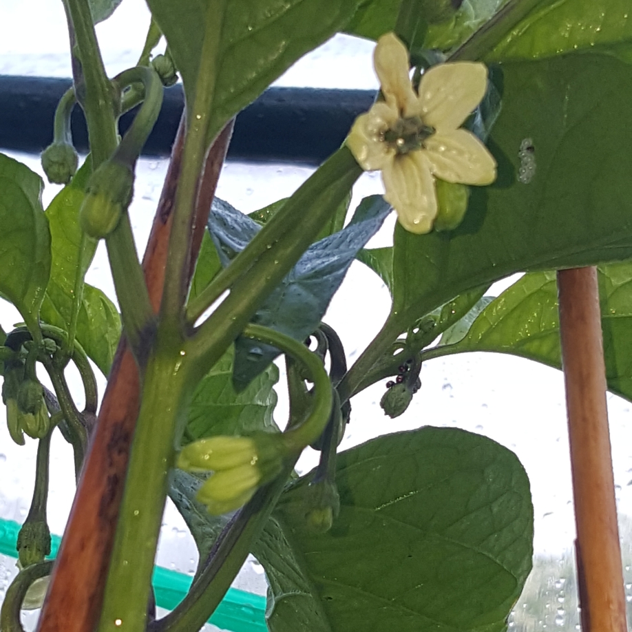 Capsicum chinense Yellow Seven Pot in the GardenTags plant encyclopedia Chilli Yellow Seven Pot in the GardenTags plant encyclopedia