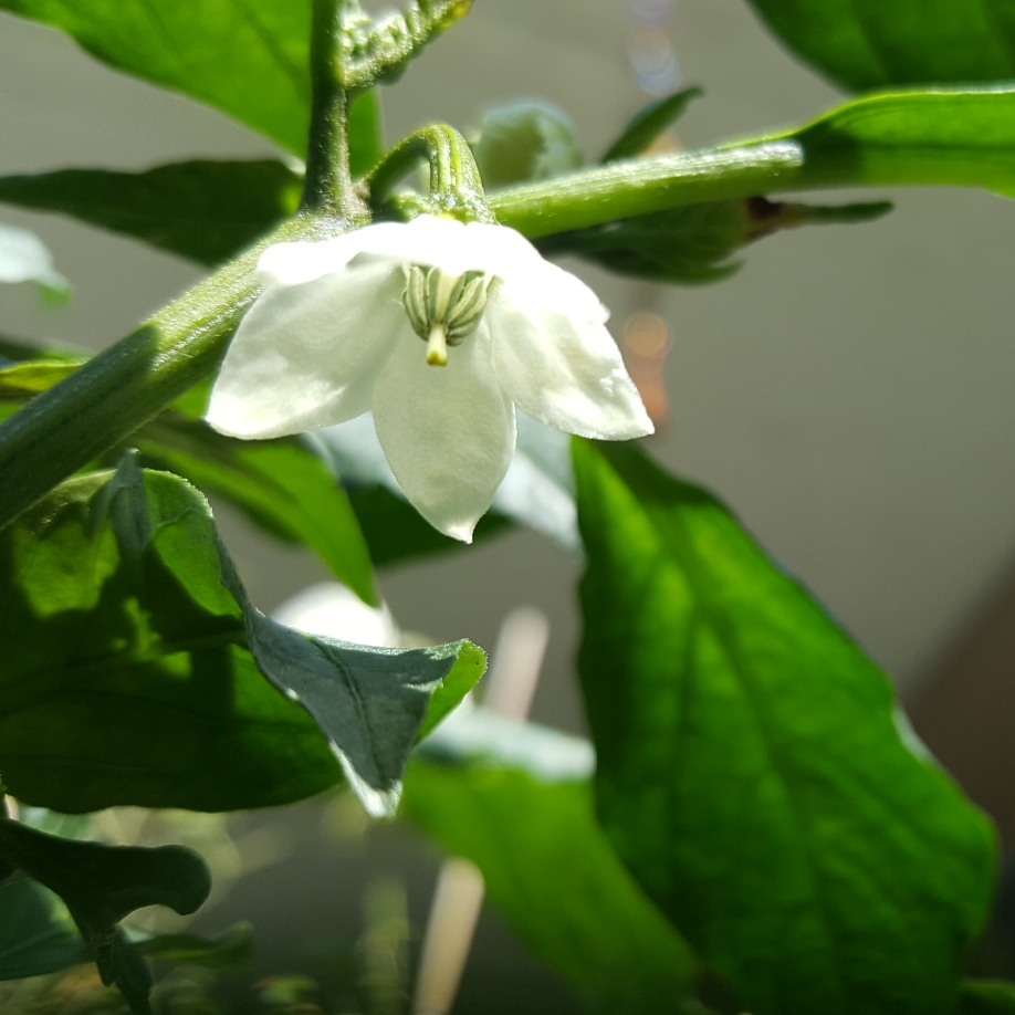 Capsicum Annuum Red Scorpion in the GardenTags plant encyclopedia Chilli Red Scorpion in the GardenTags plant encyclopedia