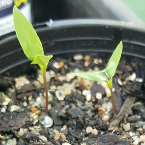 Capsicum annuum Hinkler Hats in the GardenTags plant encyclopedia Chilli Hinkler Hats in the GardenTags plant encyclopedia