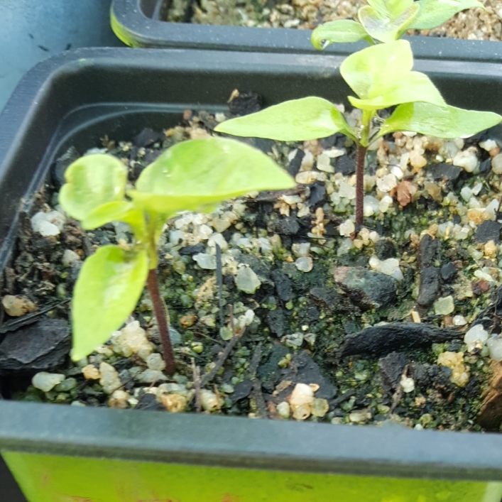 Capsicum Chinense Trinidad Moruga Scorpion Chocolate in the GardenTags plant encyclopedia Chilli Trinidad Moruga Scorpion Chocolate in the GardenTags plant encyclopedia