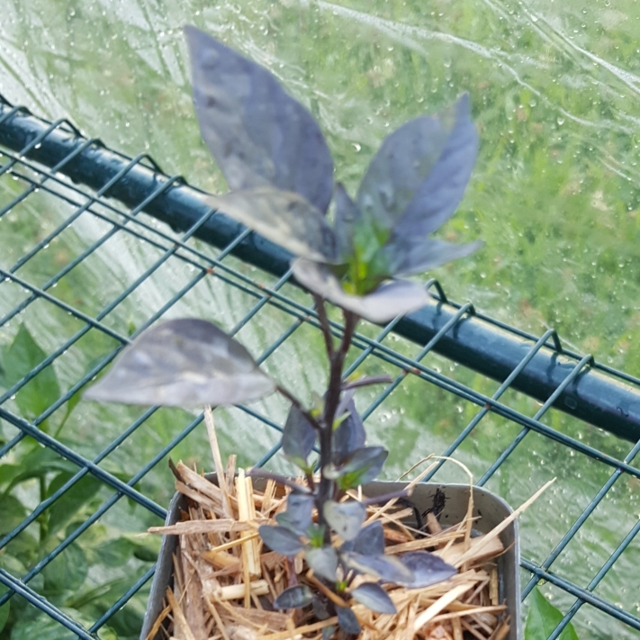 Capsicum Annuum Onyx in the GardenTags plant encyclopedia Chilli Onyx in the GardenTags plant encyclopedia