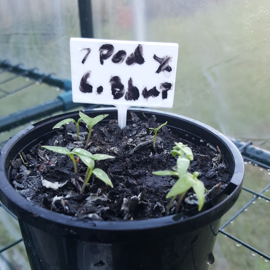 Capsicum Chinense Chocolate Bhutlah in the GardenTags plant encyclopedia Chilli Chocolate Bhutlah in the GardenTags plant encyclopedia