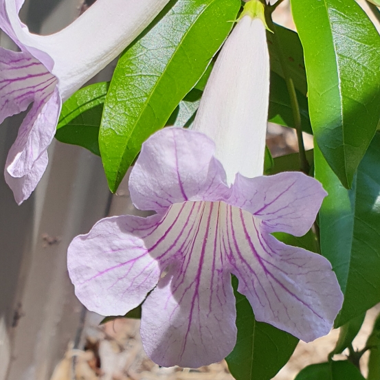 Clytostoma callistegioides syn. Bignonia lindleyana in the GardenTags plant encyclopedia Argentine Trumpet Vine in the GardenTags plant encyclopedia