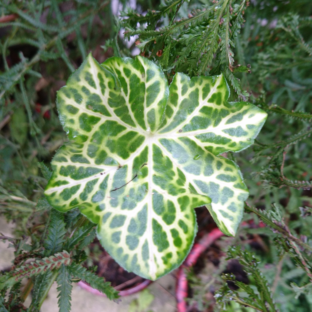 Pelargonium White Mesh in the GardenTags plant encyclopedia Pelargonium White Mesh (Ivy Leaved Variegated) in the GardenTags plant encyclopedia