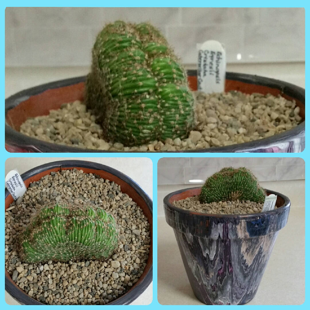 Echinopsis oxygona Cristata syn. Echinopsis eyriesii Cristata in the GardenTags plant encyclopedia Echinopsis oxygona Cristata in the GardenTags plant encyclopedia