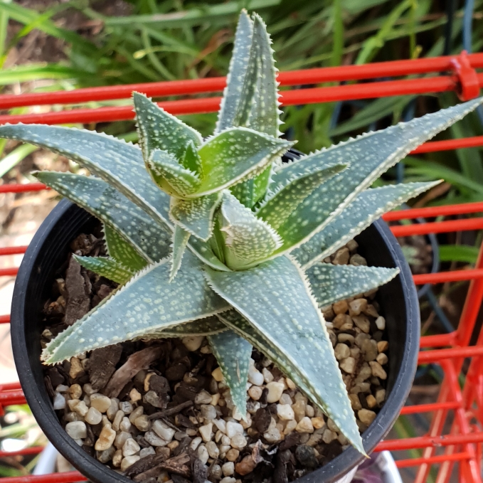 Aloe Little Gator in the GardenTags plant encyclopedia