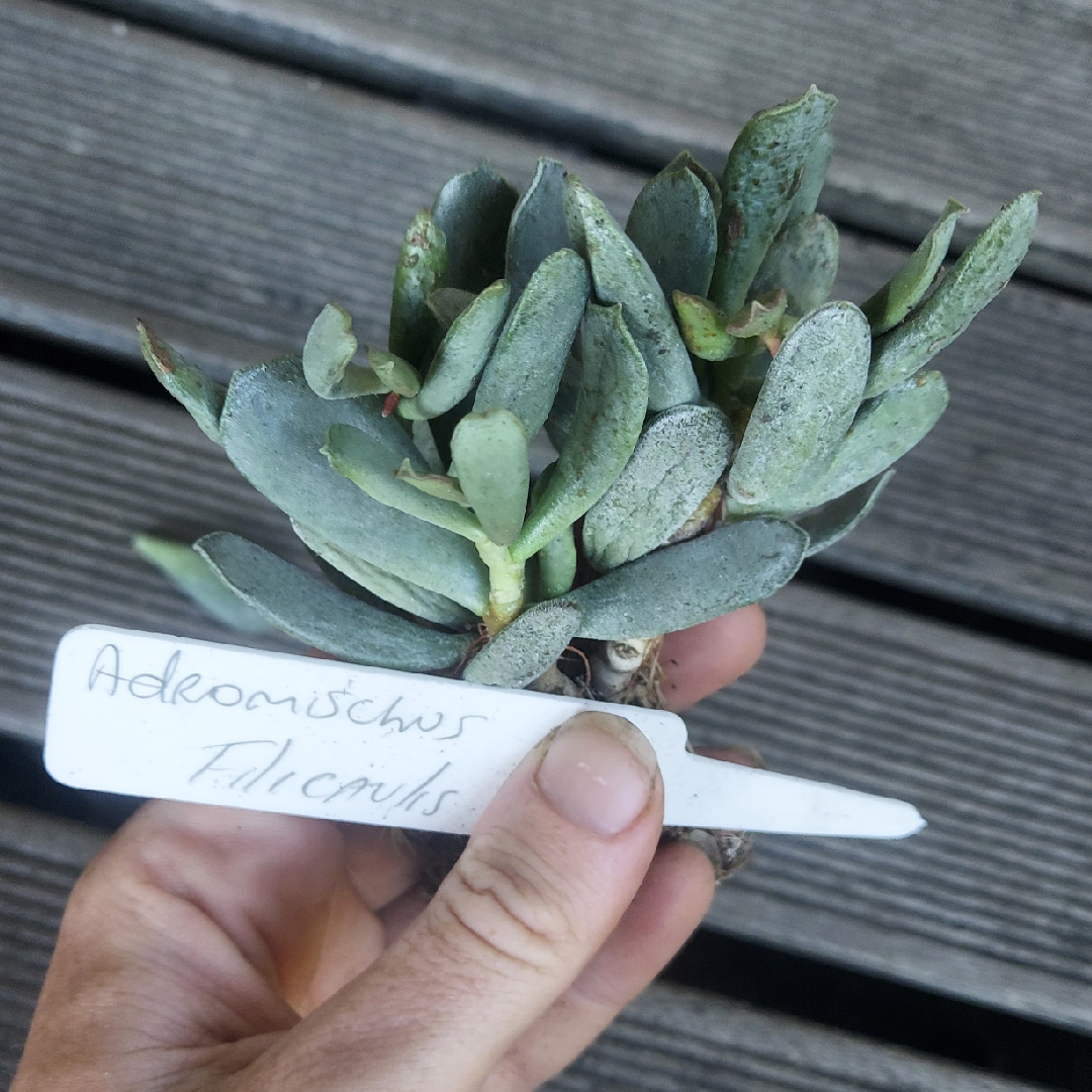Adromischus Filicaulis subsp. Filicaulis in the GardenTags plant encyclopedia Adromischus Filicaulis in the GardenTags plant encyclopedia
