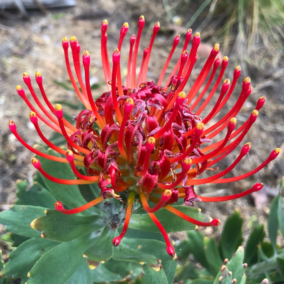 Leucospermum cordifolium x glabrum Allegro in the GardenTags plant encyclopedia Pincushion Protea Allegro in the GardenTags plant encyclopedia