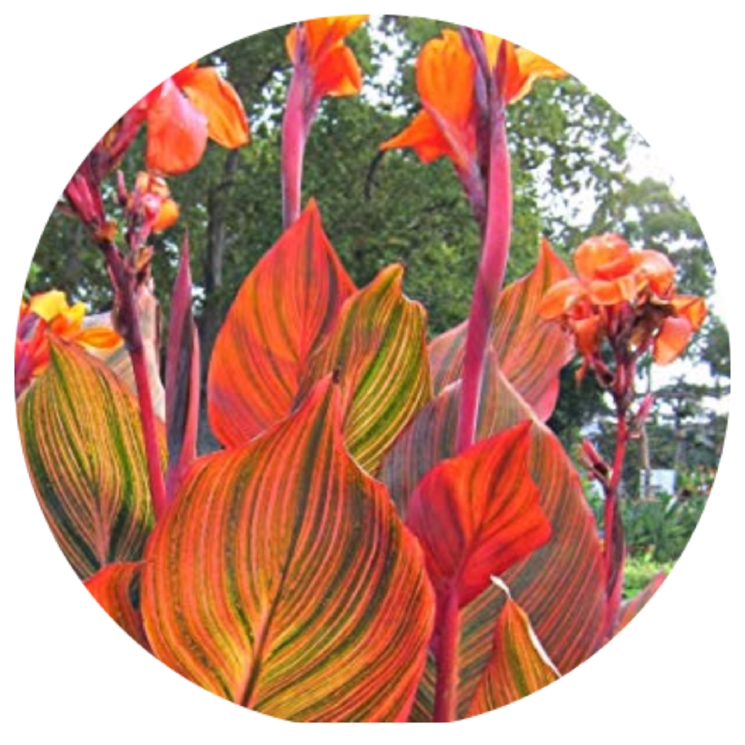 Canna B. Marley in the GardenTags plant encyclopedia Canna B. Marley in the GardenTags plant encyclopedia