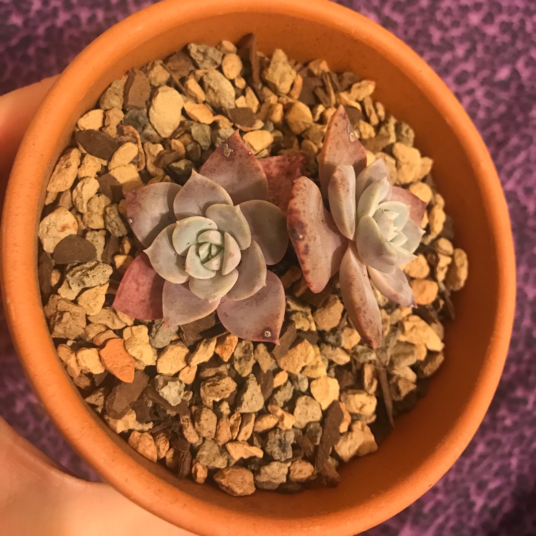 Echeveria Grus in the GardenTags plant encyclopedia Echeveria Grus in the GardenTags plant encyclopedia