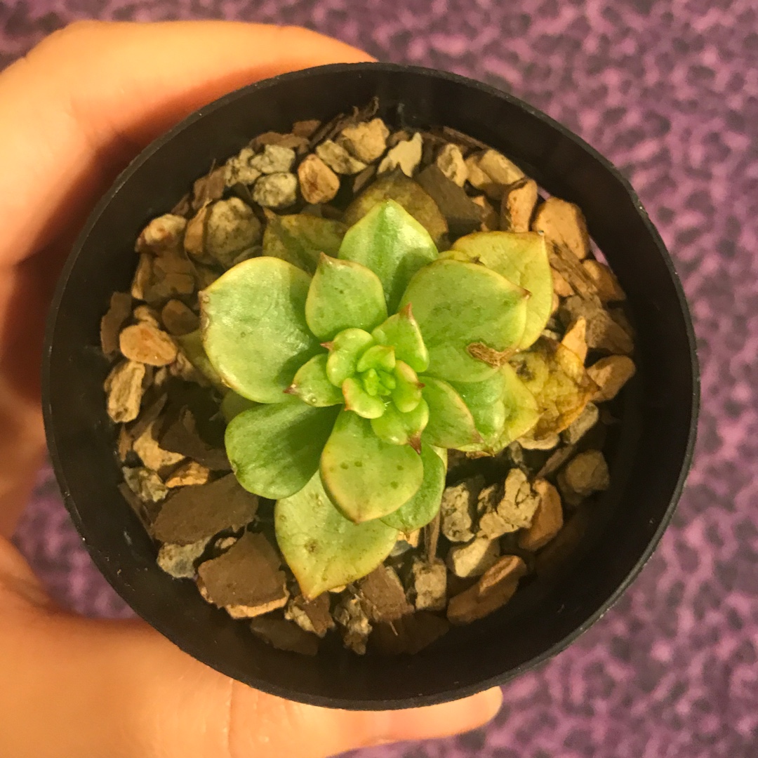Echeveria Nuda Variegata in the GardenTags plant encyclopedia Echeveria Nuda Variegated in the GardenTags plant encyclopedia