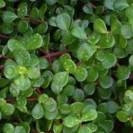 Portulacaria Afra in the GardenTags plant encyclopedia Elephant Bush in the GardenTags plant encyclopedia
