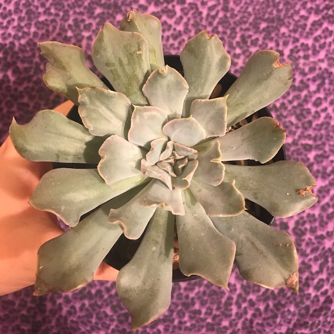 Echeveria Riviera in the GardenTags plant encyclopedia