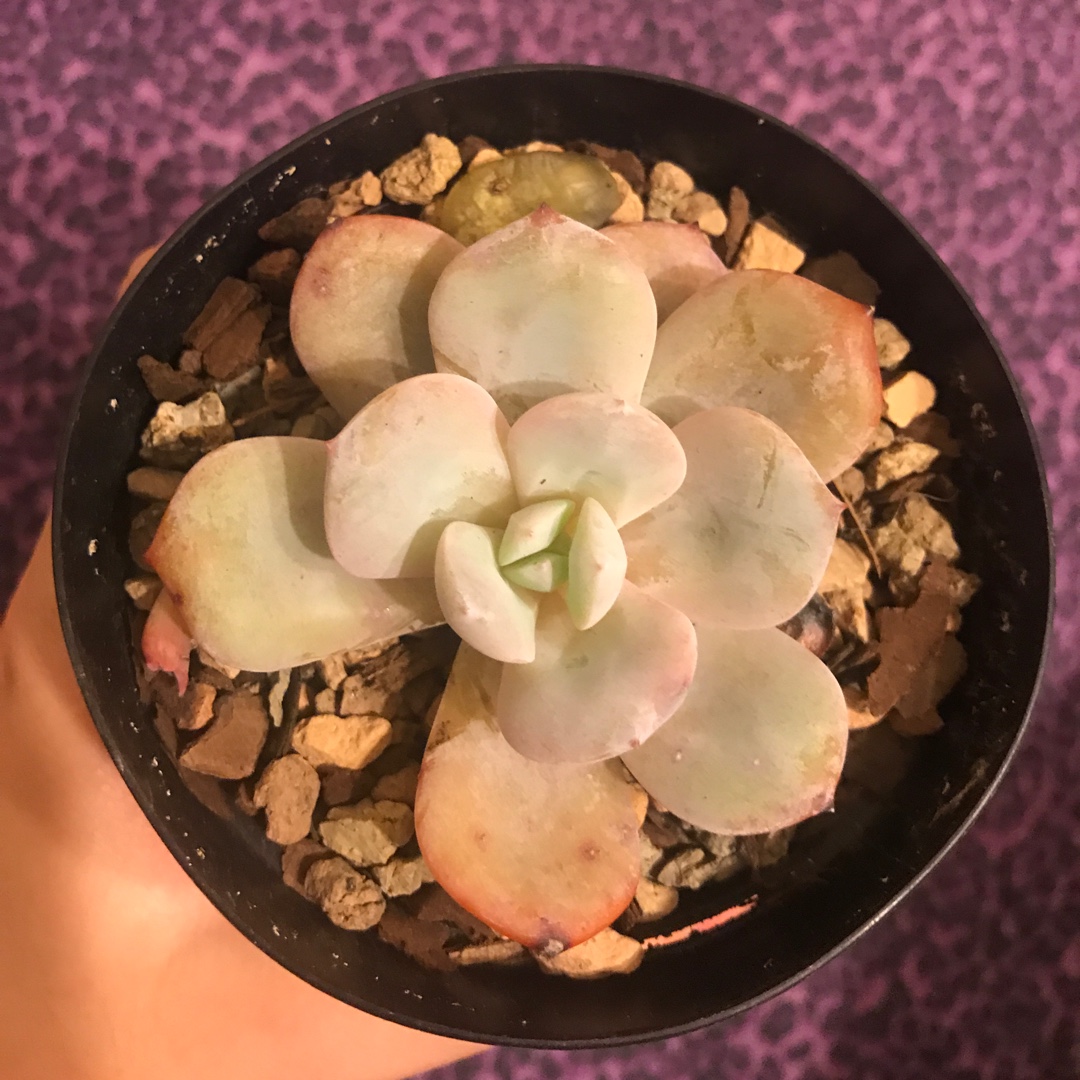 Echeveria Cream Tea in the GardenTags plant encyclopedia Echeveria Cream Tea in the GardenTags plant encyclopedia