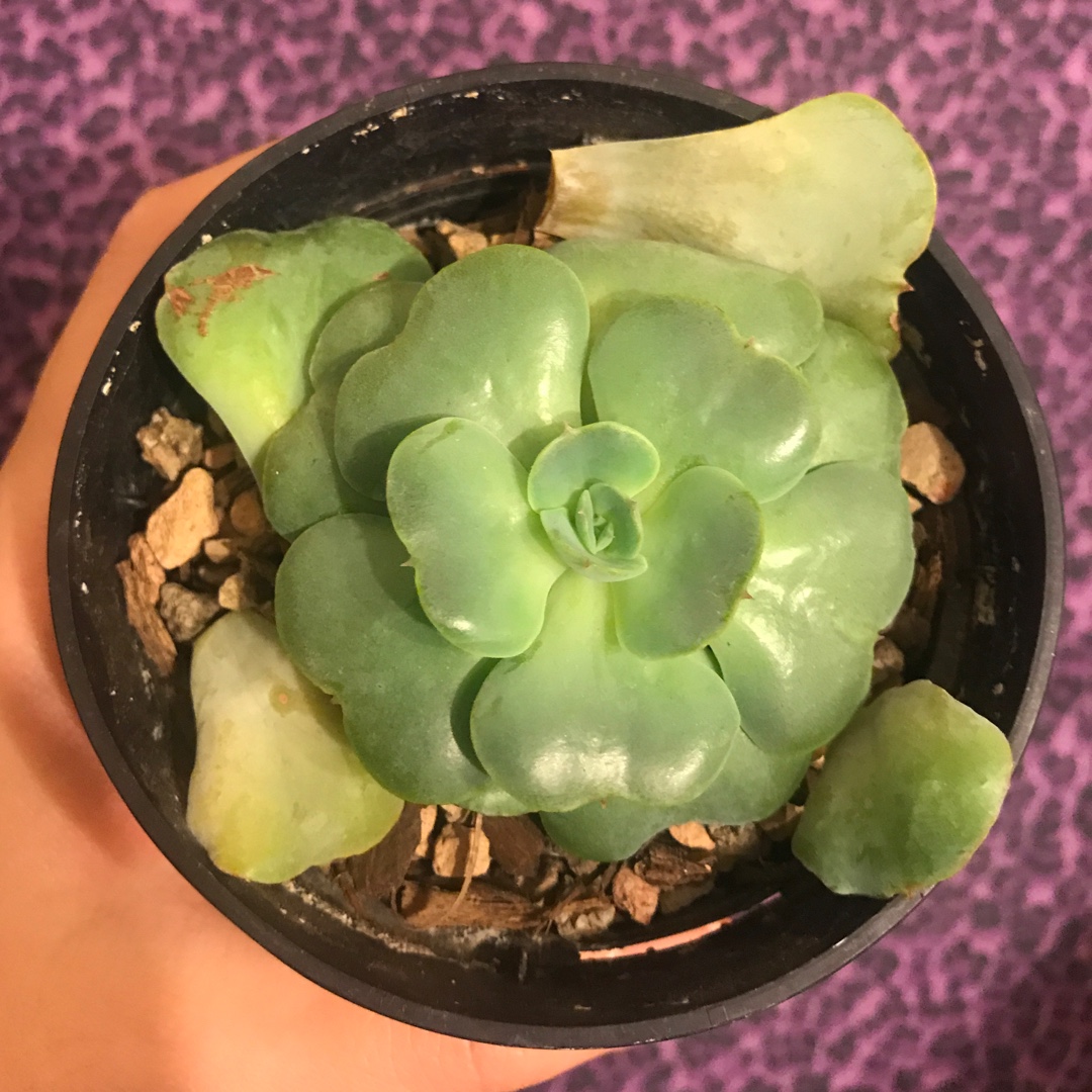 Echeveria Loves Light in the GardenTags plant encyclopedia Echeveria Loves Light in the GardenTags plant encyclopedia
