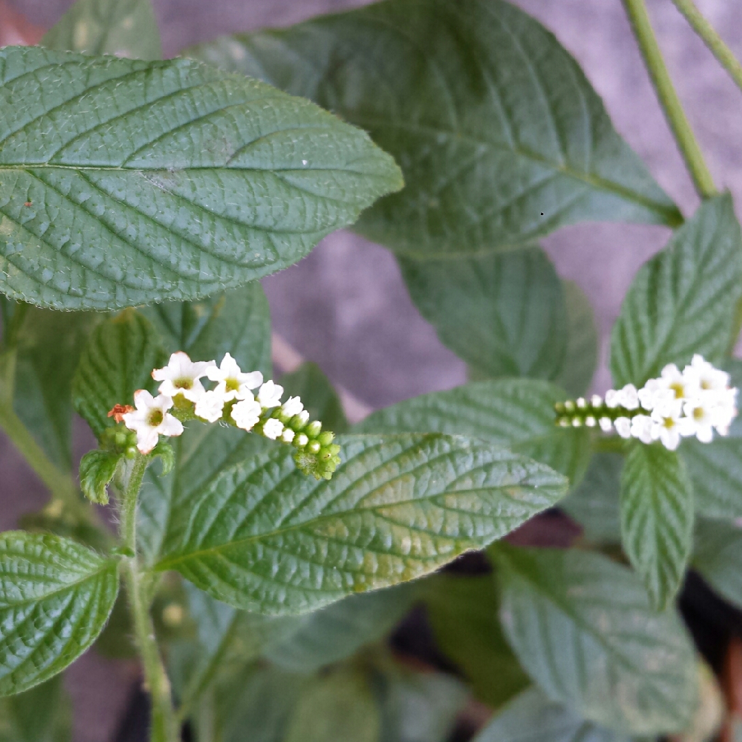Heliotropium Angiospermum in the GardenTags plant encyclopedia Scorpion Tail in the GardenTags plant encyclopedia