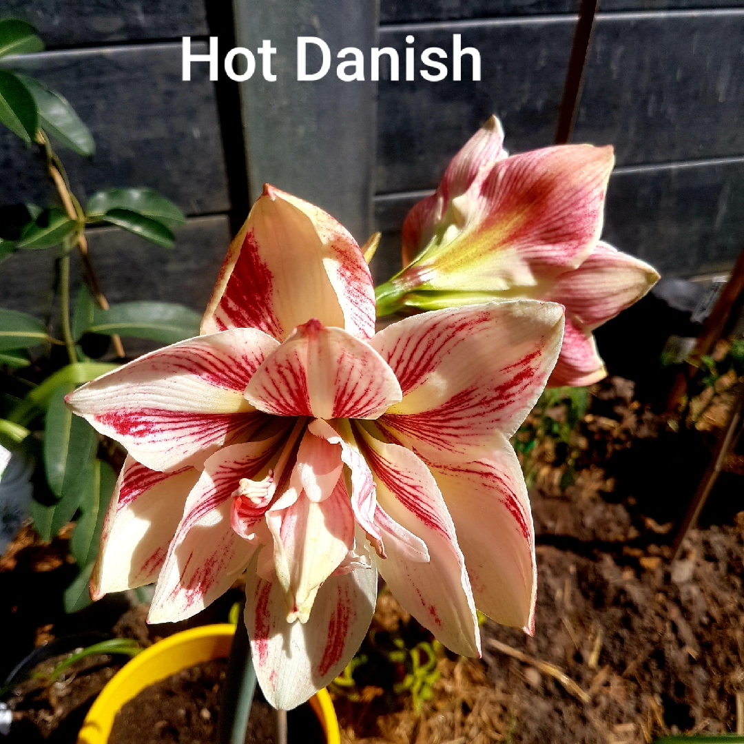 Hippeastrum Hot Danish in the GardenTags plant encyclopedia Hippeastrum Hot Danish in the GardenTags plant encyclopedia